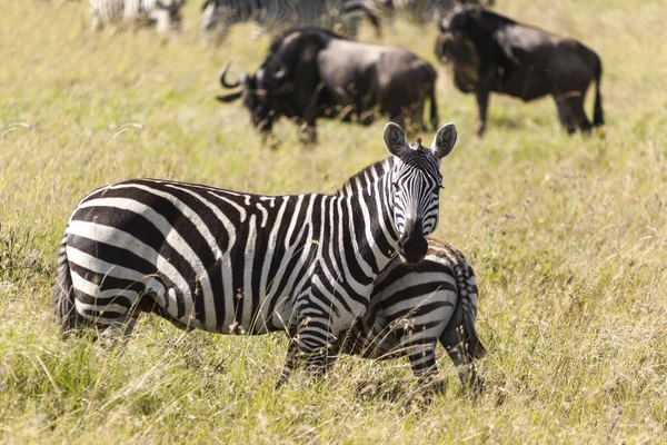 Mandria di zebre — Foto Stock