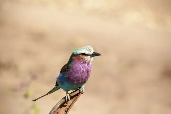 Uccello rullo petto lilla — Foto Stock