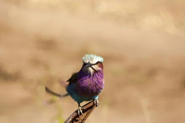 Lilac breasted Roller Bird — Stock fotografie