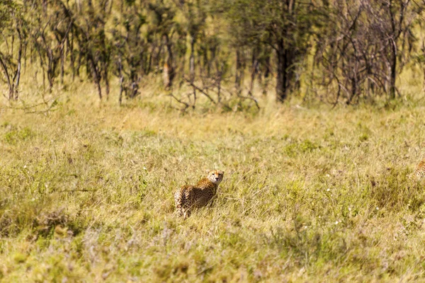 Cheetah in het serengeti national park, tanzania — Stockfoto