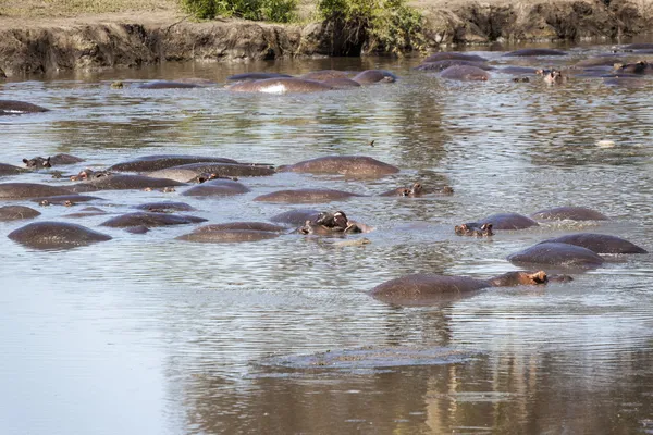 Hippopotamus — Stock Photo, Image