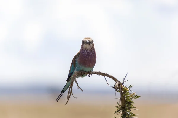 Lilac breasted Roller Bird — Stock fotografie