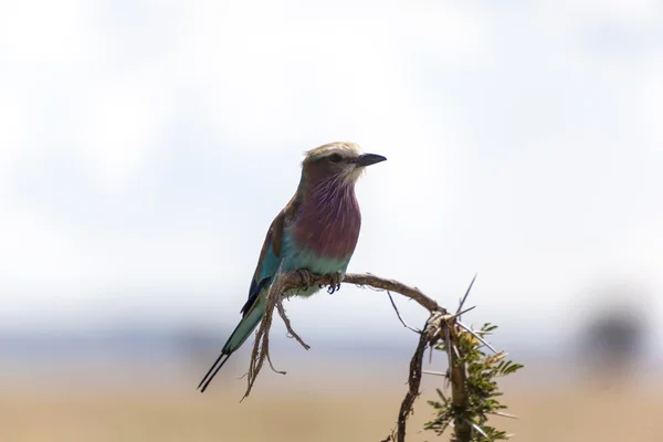 Lilac breasted Roller Bird — Stock fotografie