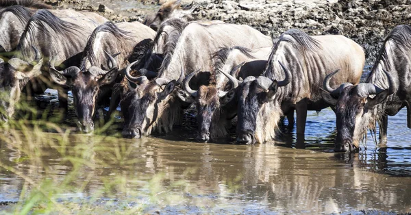 Wildebeest na rega — Fotografia de Stock