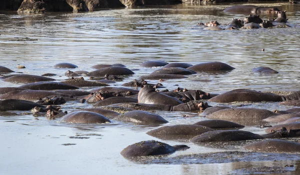 Nijlpaarden onder water — Stockfoto