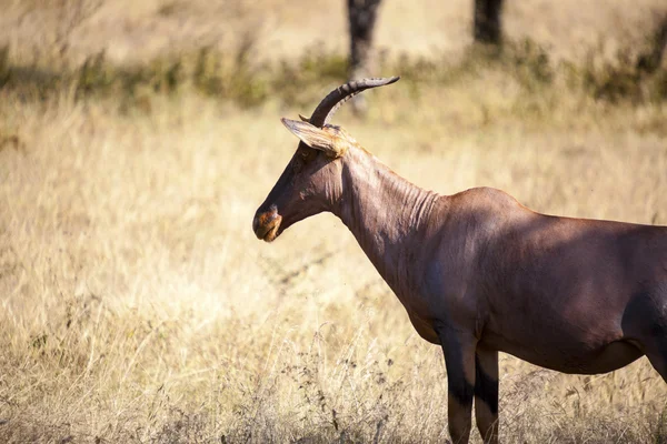 Impala in het wild — Stockfoto