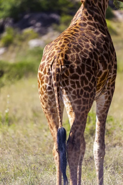 Kegyes zsiráf elindult Tanzánia — Stock Fotó
