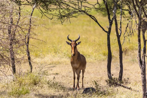 Impala v divočině — Stock fotografie