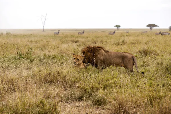 León solitario —  Fotos de Stock