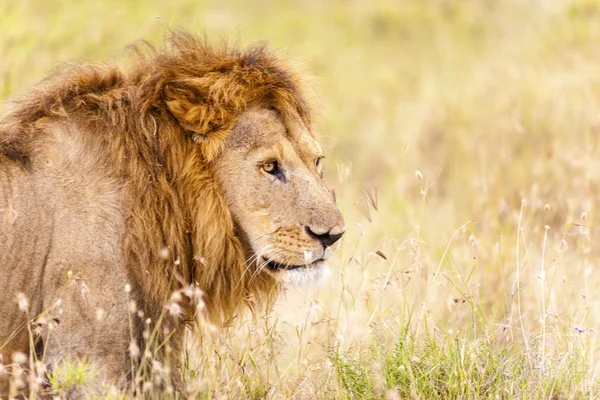 Lion — Stock Photo, Image