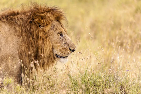 Lion — Stock Photo, Image