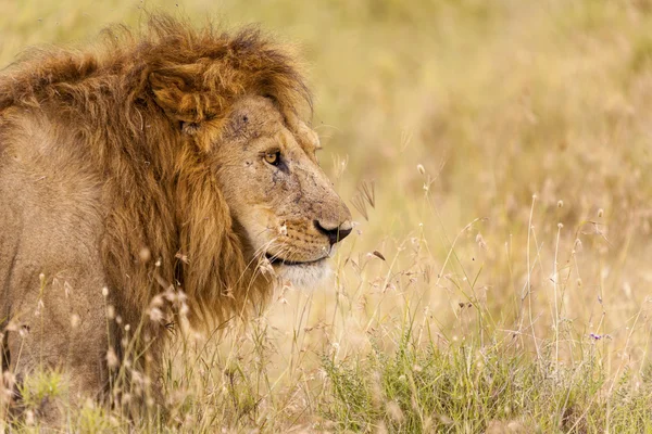 León. — Foto de Stock