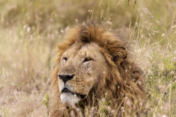 Portrait d'un lion — Photo
