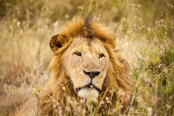 Retrato de un león — Foto de Stock