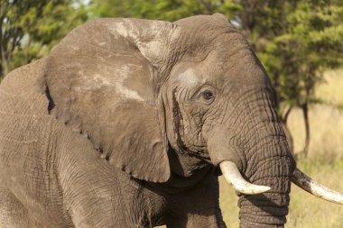 fillerin kafasına yakın çekim