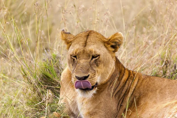 Bir dişi aslanın portresi — Stok fotoğraf