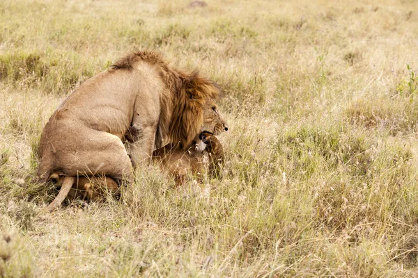 Παίζει τα λιοντάρια — Φωτογραφία Αρχείου