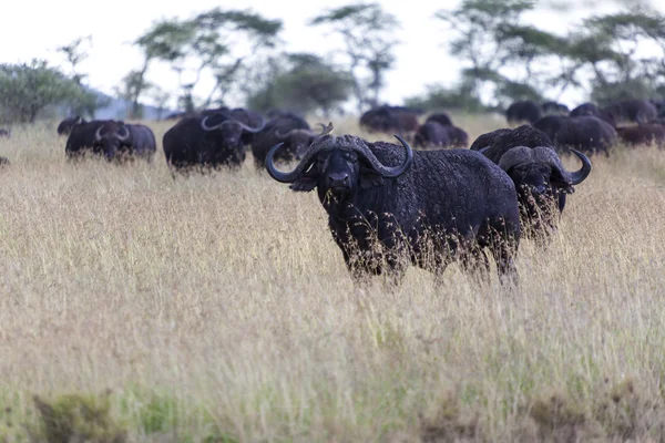 Capo Buffalo in Tanzania — Foto Stock