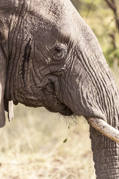 Cabeza de elefante de cerca — Foto de Stock