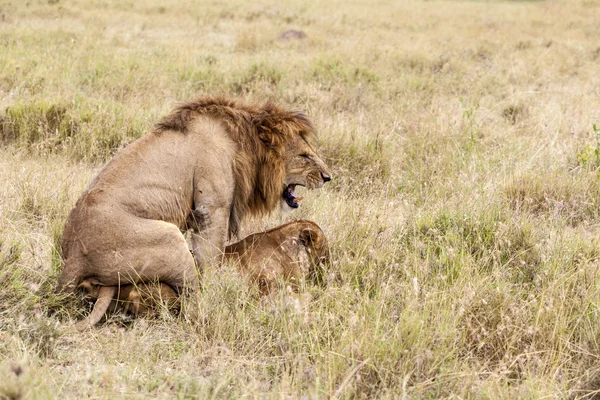 Jugar a los leones —  Fotos de Stock