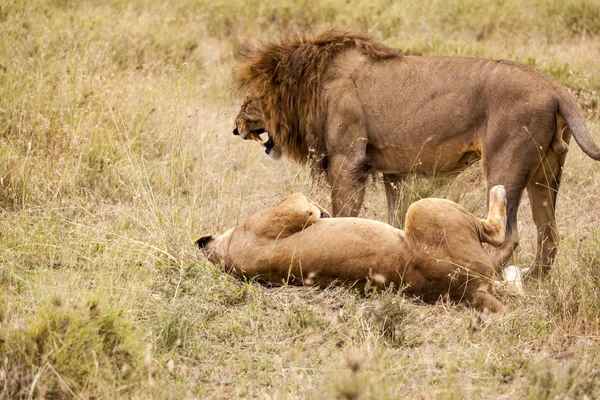 Jugar a los leones —  Fotos de Stock