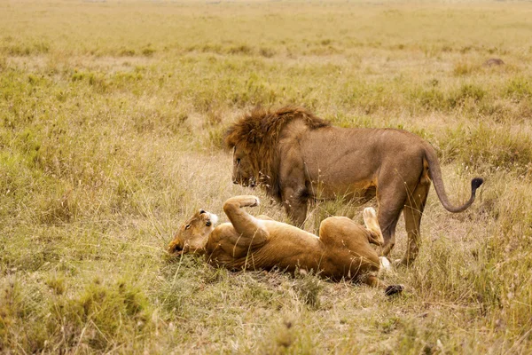 Playing Lions — Stock Photo, Image