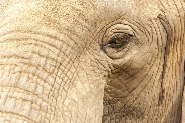 Elephants head close up — Stock Photo, Image