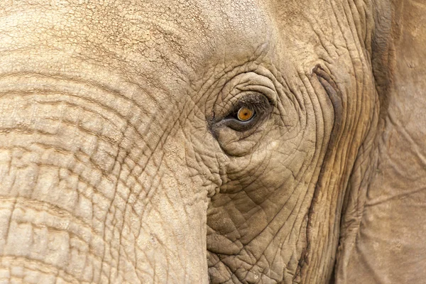 Elephants head close up — Stock Photo, Image