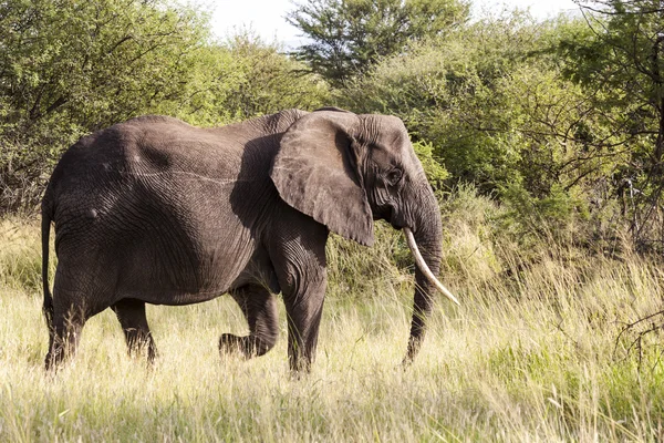 Elephant — Stock Photo, Image