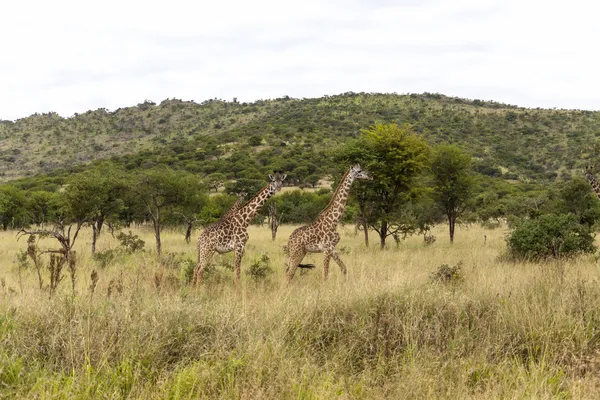走在坦桑尼亚的恩慈长颈鹿 — 图库照片