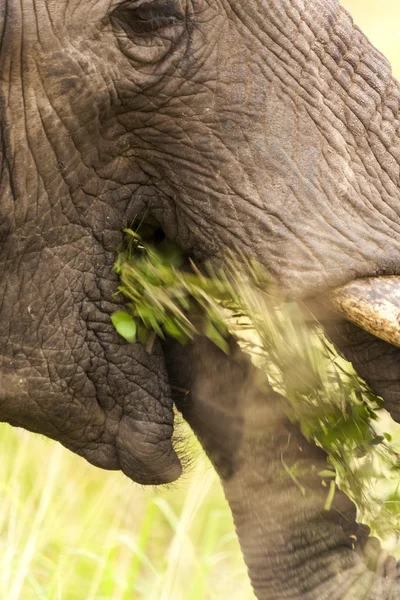 Cabeza de elefante de cerca — Foto de Stock