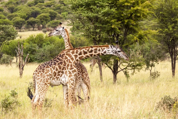 Graziosa giraffa in viaggio in Tanzania — Foto Stock