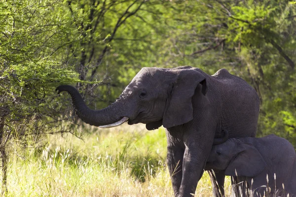 Mor elefant med sin baby - Stock-foto
