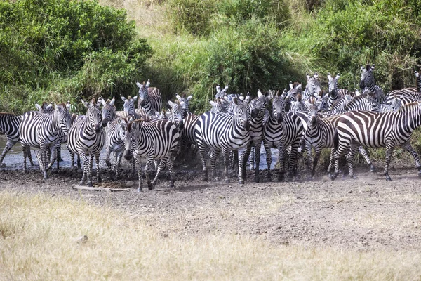 Zebra stádo — Stock fotografie