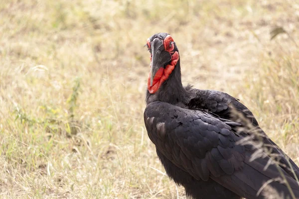 Detail kaferského hornbill — Stock fotografie