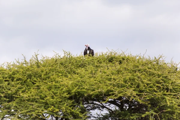 Africké ryby orel na stromě — Stock fotografie