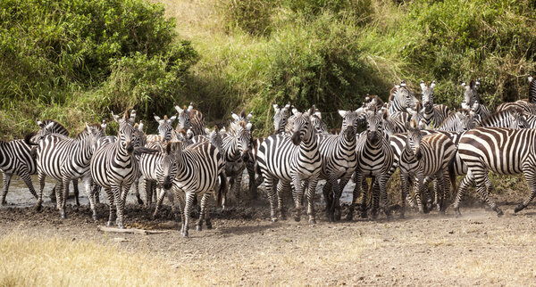 Zebra herd