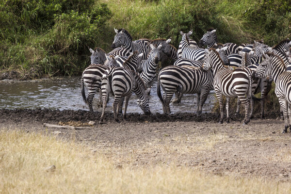 Zebra herd