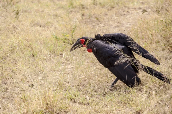 Hornbill do sul do solo — Fotografia de Stock