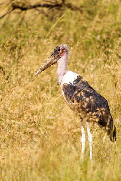 Cigogne marabou africaine — Photo