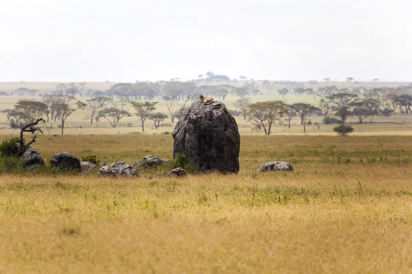 Lion resting on the rock — Stock Photo, Image