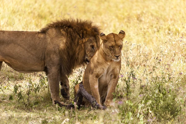 Jugando a los leones en el desierto —  Fotos de Stock