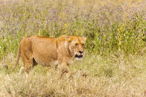 Leão solitário — Fotografia de Stock