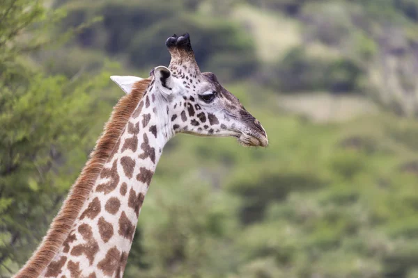 Cabeça de uma girafa — Fotografia de Stock