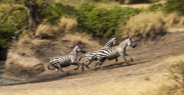 Zebra herd — Stock Photo, Image