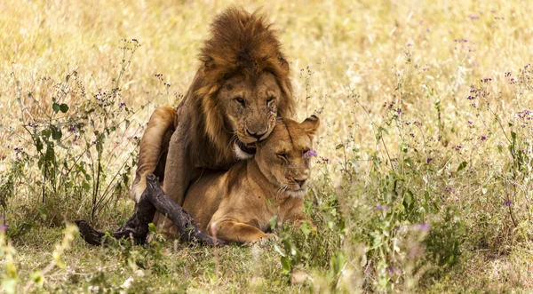 Brincando de Leões na Selva — Fotografia de Stock