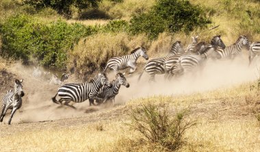 Zebra sürüsü