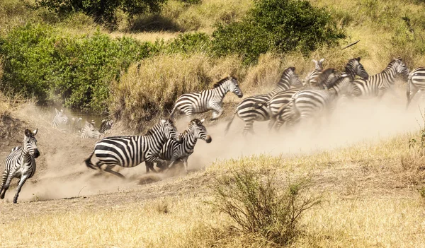 Zebra kudde — Stockfoto