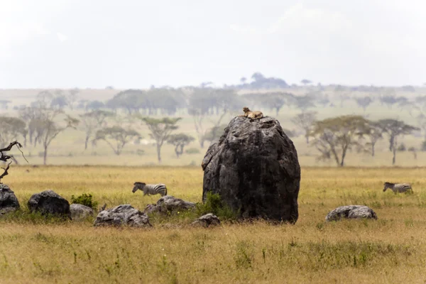 Лев отдыхает на скале — стоковое фото