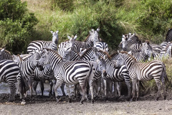 Zebra sürüsü — Stok fotoğraf
